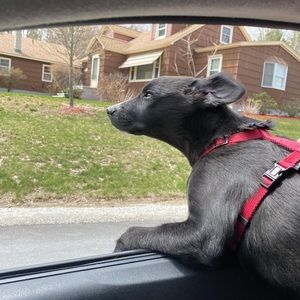 Meet your Posher, Dalen